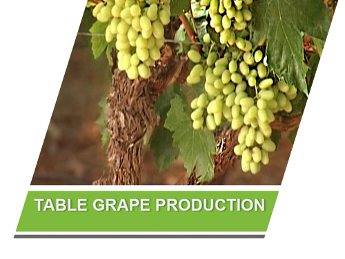 Table Grape Production